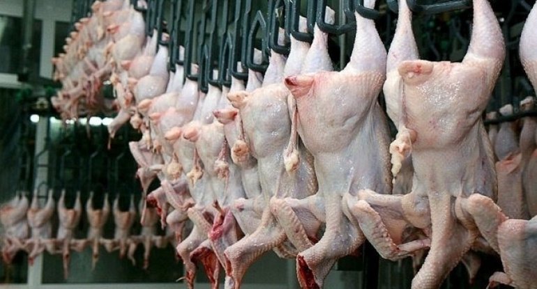 Ekspertdən XƏBƏRDARLIQ! Broyler toyuqlarına vurulan bu antibiotiklər təhlükəlidir
