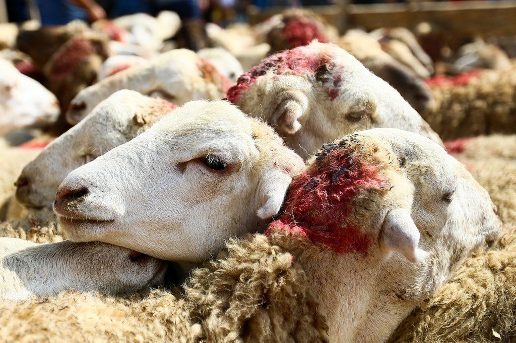 Qurban bayramı gəlməmiş qiymətlər ARTDI
