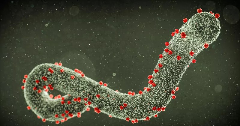 ÜST yeni epidemiya riski barədə xəbərdarlıq etdi - dünya Marburq qızdırması ilə üz-üzədir