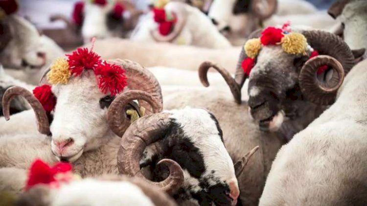 Qurbanlıq heyvan alarkən bunlara diqqət edin - VACİB TÖVSİYƏLƏR