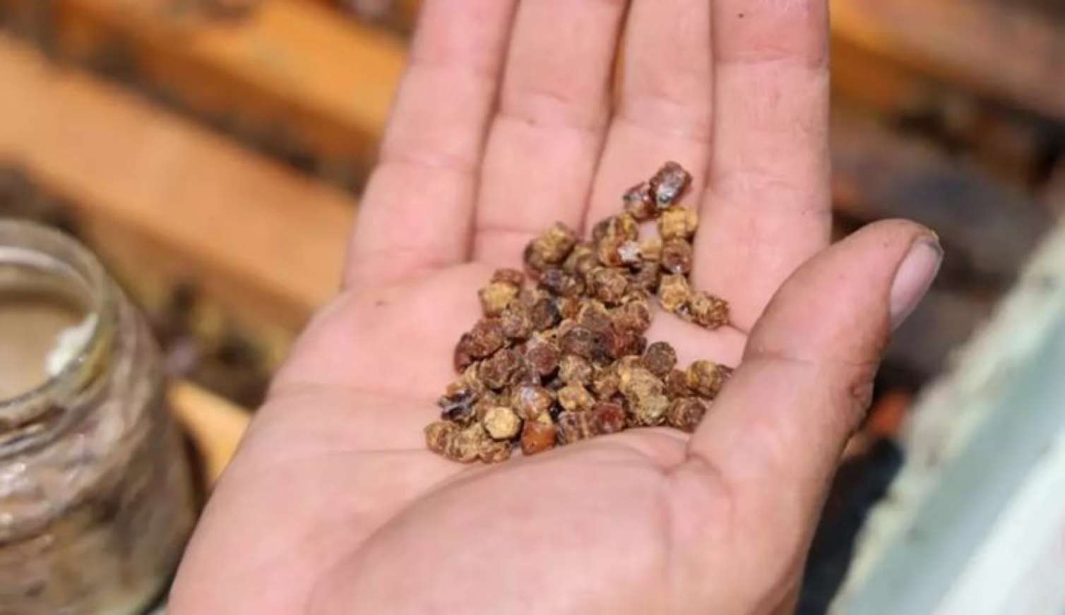 Bir vaxtlar zibil idi, indi qızıldan baha: Kilosu 300 manat...