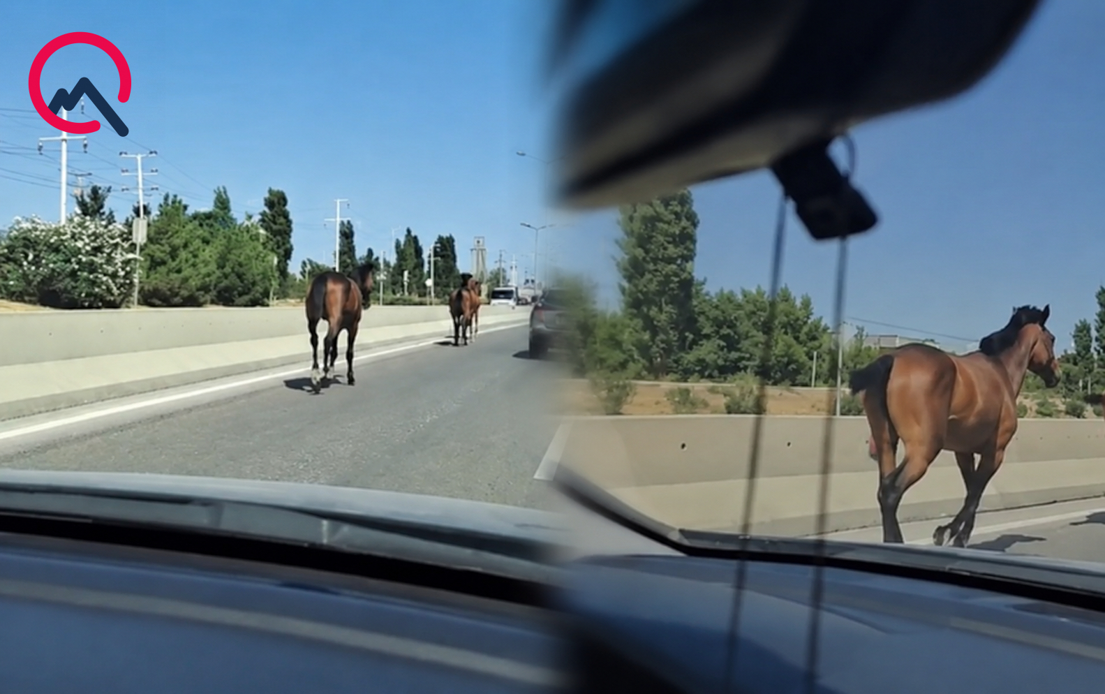 Bakıda magistralla qaçan cins atlar kimindir? - Video