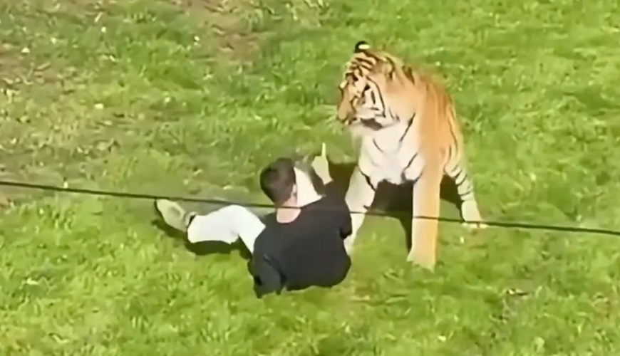 Zooparkda DƏHŞƏT: Qəfəsə girdi, pələng diri-diri parçaladı