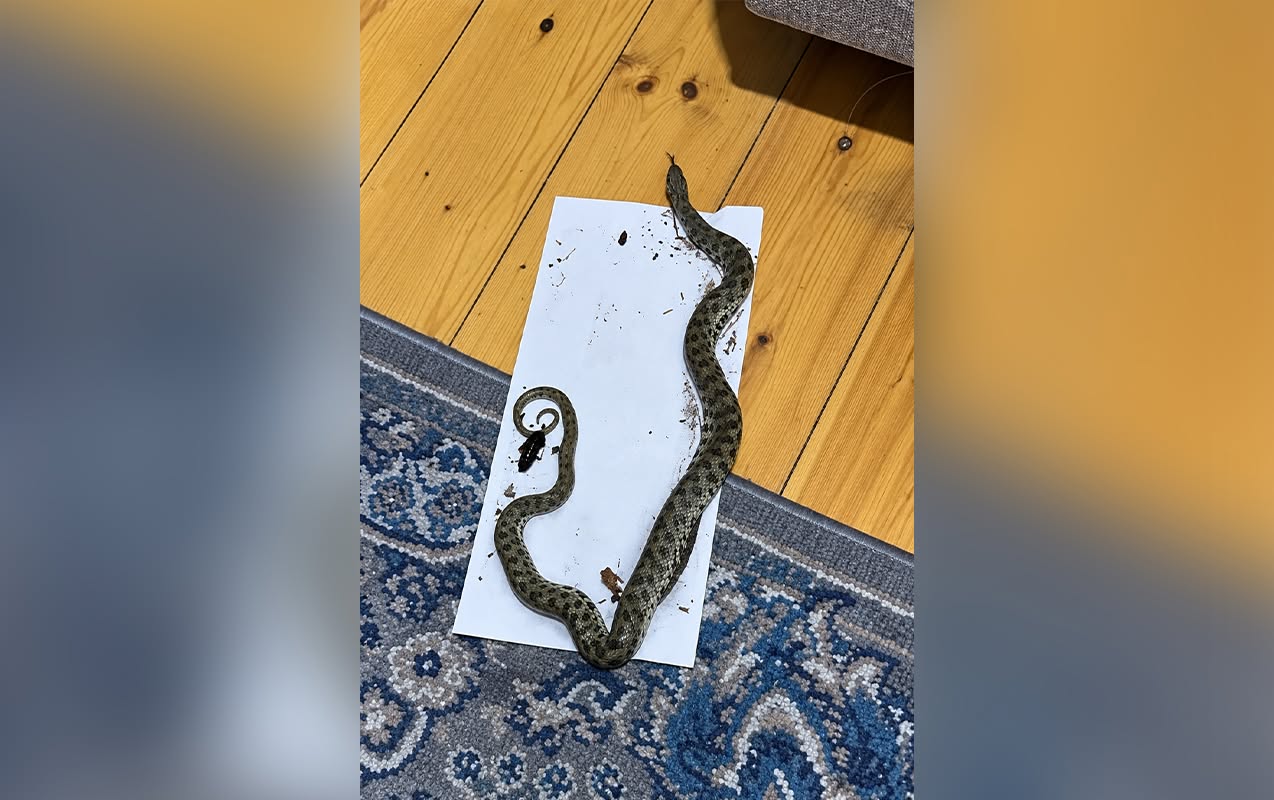 Siçan üçün qoyduqları tələyə ilan düşdü - Video
