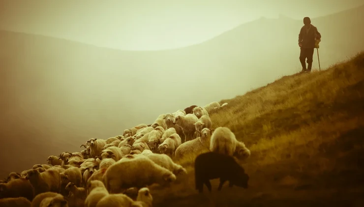 Azərbaycanlı çobanın Ermənistana keçməsinin təfərrüatı - YENİLƏNİB