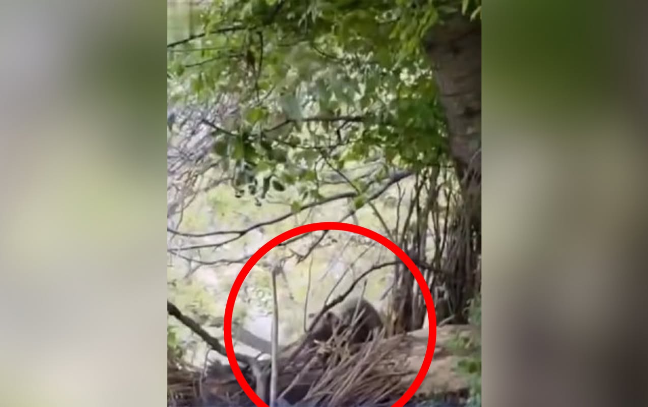 Ordubadda ayı sakinlərə hücum etdi - Video
