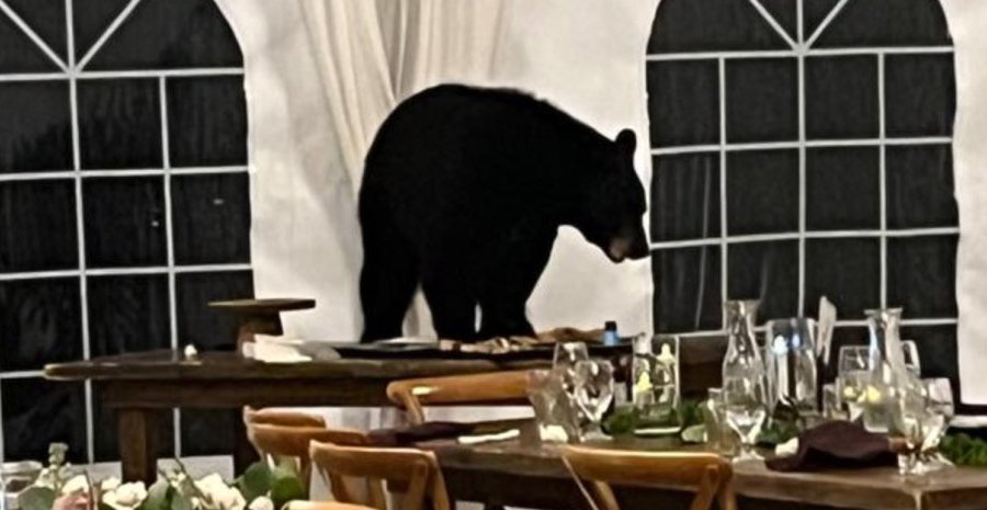 Ayı toya hücum etdi - FOTO