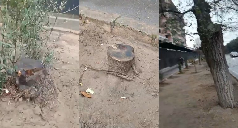 Kəsilən ağaclar, məşhur şirkətin təkzibi - Nazirlik hərəkətə keçdi