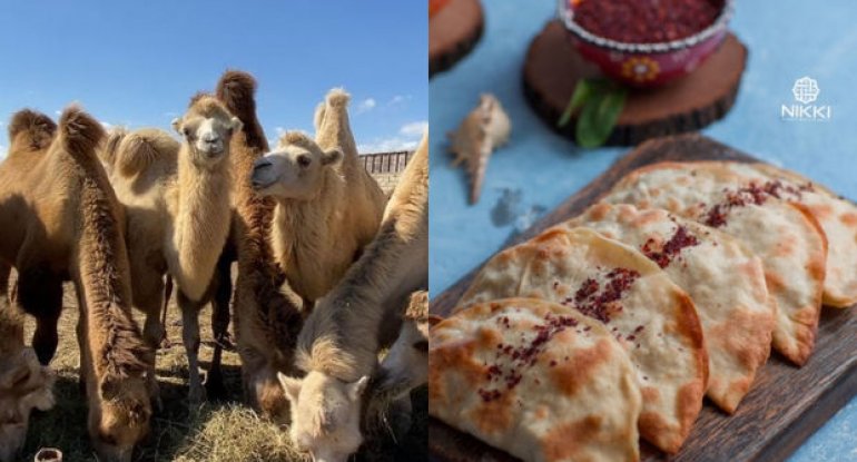 “Restoran var ki, ildə bir dəfə dəvə əti alır, amma həmişə dəvə qutabı satır” - FOTO