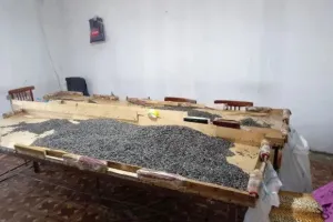 Günəbaxan tumlarının emalı müəssisəsində ANTİSANİTARİYA – Bərdədə Zaur Məmmədovdan ŞOK SAXTAKARLIQ/FOTO
