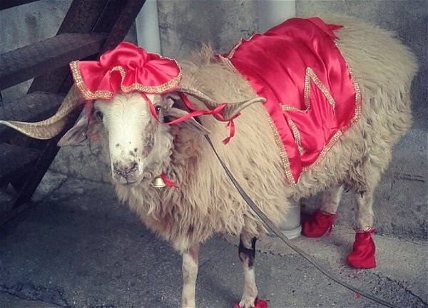 Kreditlə qurbanlıq heyvan alıb kəsmək olarmı? - İlahiyyatçıdan CAVAB