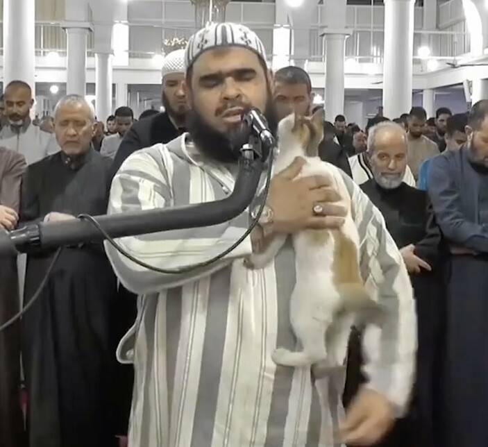Namaz vaxtı imamın üstünə çıxan pişiyin videosu trend oldu - VİDEO