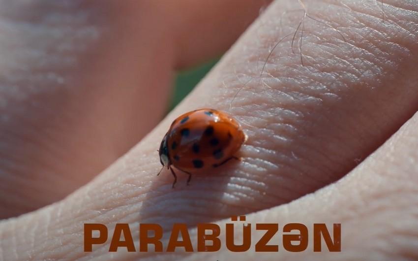 “Parabüzən”in xoşbəxtliyə aparan yolu: Resenziya 