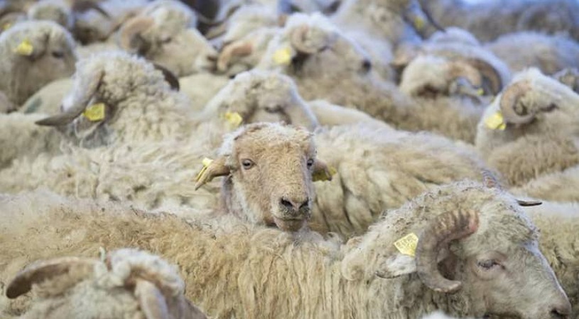 Qurbanlıq heyvanların onlayn satışına start verildi – VİDEO