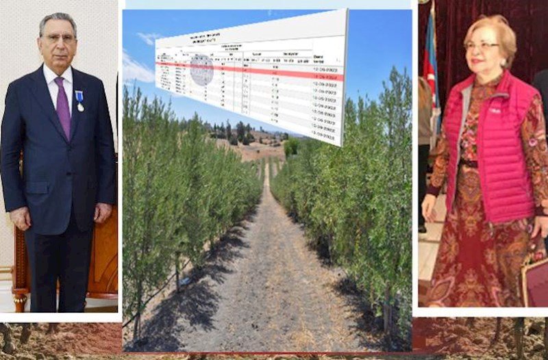 Mehdiyevlərin yeni biznesi: Novxanıda hektarlarla meyvə bağları – Faktlar