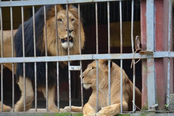 Zooparkda dəhşətli anlar - Şirlə zarafat etmək istədi görün nə oldu - VİDEO