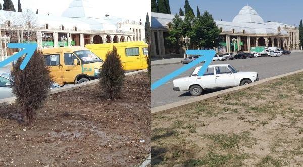 Prezidentin Gəncəyə səfəri ərəfəsində əkilən ağaclar sonradan çıxarılıb? - RƏSMİ