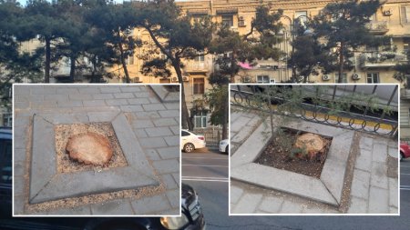 Bakıda "yaşıl soyqırım": - Nazirliyin binası qarşısında ağacları kəsdilər