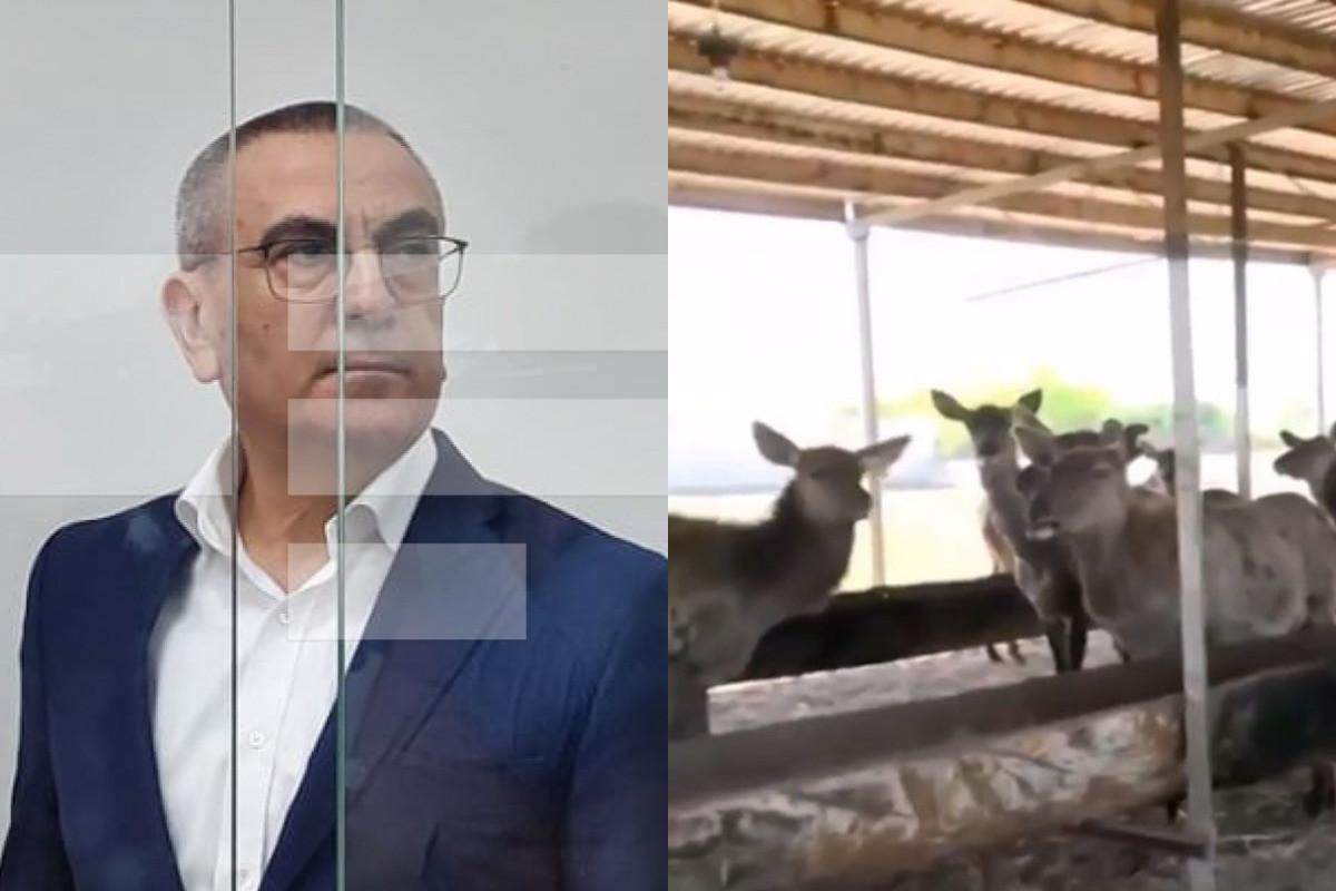 Həbsdəki icra başçısının maral təsərrüfatının aqibəti bəlli oldu