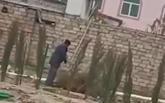 Yeni əkilən ağac tingləri niyə çıxarılıb? - Rəsmi cavab - Video