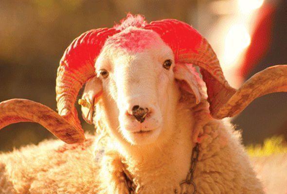 Fitva verildi: Qurban bayramı 3 gün davam edə bilər