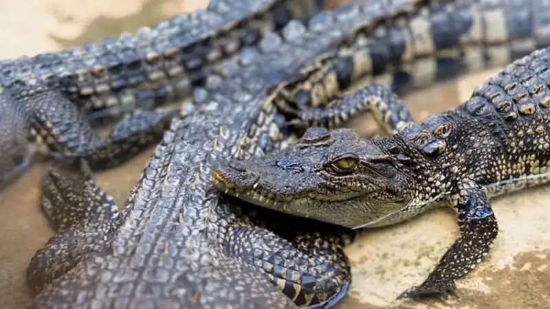 İsstanbulda hava limanında timsah və varan gətirən şəxs ələ keçdi