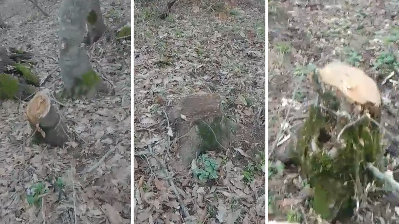 Xidmət rəisindən Cəlilabad meşələrində ağacların kəsilməsi ilə bağlı açıqlama
